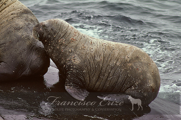 M14 Odobenus rosmarus – ATLANTIC WALRUS