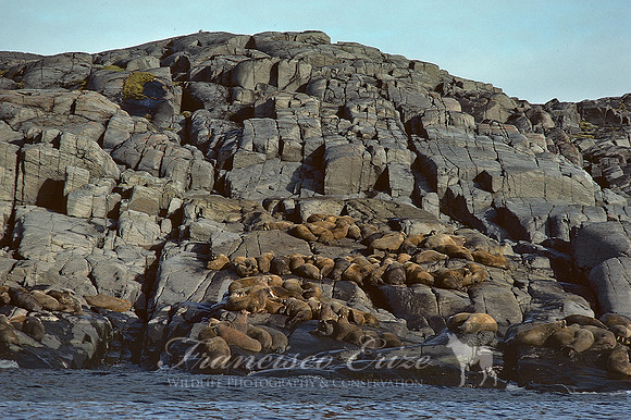 M14 Odobenus rosmarus – ATLANTIC WALRUS