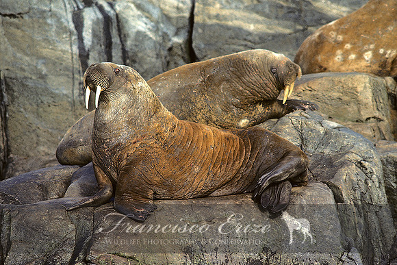 M14 Odobenus rosmarus – ATLANTIC WALRUS