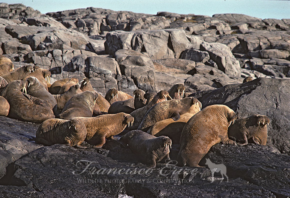 M14 Odobenus rosmarus – ATLANTIC WALRUS
