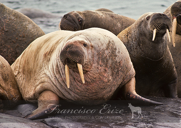 M14 Odobenus rosmarus – ATLANTIC WALRUS