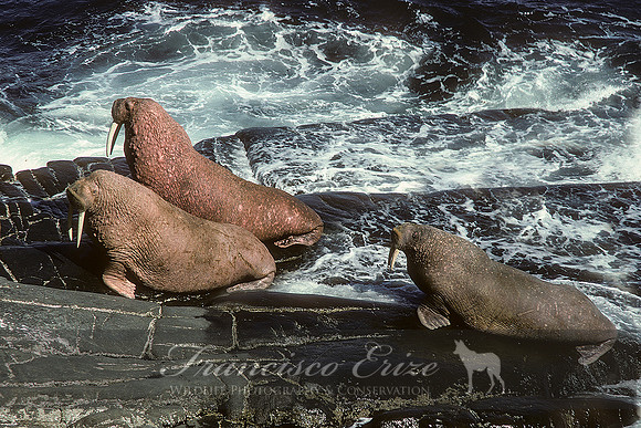 M14 Odobenus divergens – PACIFIC WALRUS