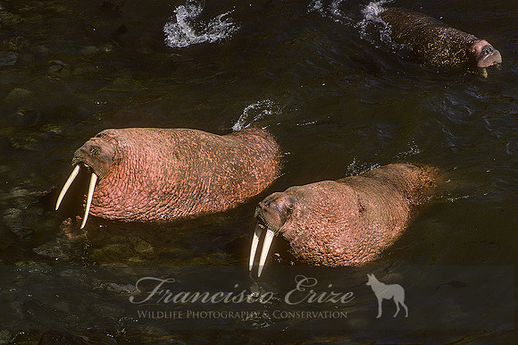 M14 Odobenus divergens – PACIFIC WALRUS