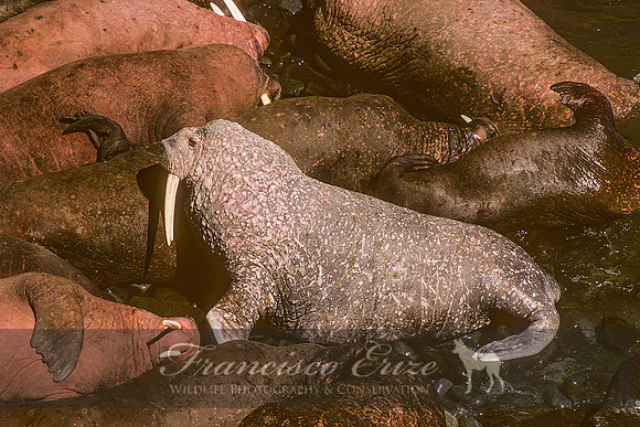M14 Odobenus divergens – PACIFIC WALRUS
