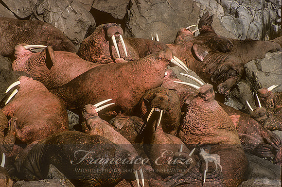 M14 Odobenus divergens – PACIFIC WALRUS