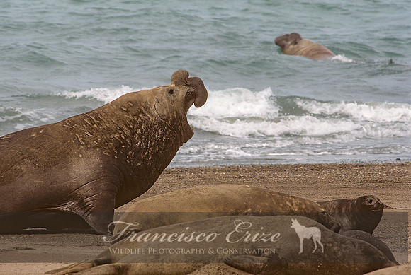 M15 Mirounga leonina – SOUTHERN ELEPHANT SEAL