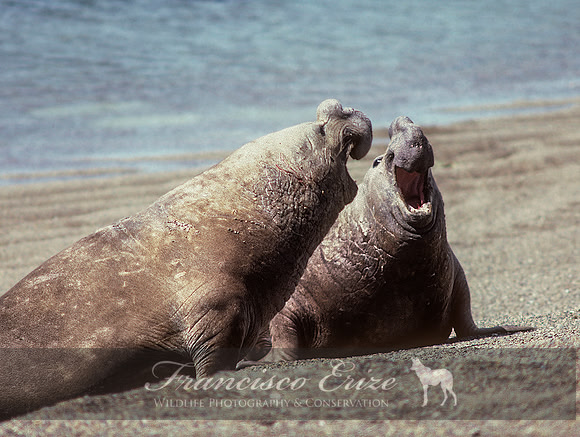 M15 Mirounga leonina – SOUTHERN ELEPHANT SEAL