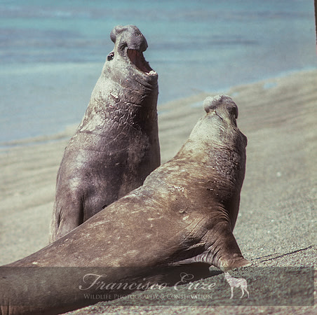 M15 Mirounga leonina – SOUTHERN ELEPHANT SEAL