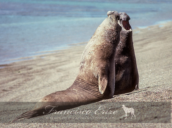 M15 Mirounga leonina – SOUTHERN ELEPHANT SEAL