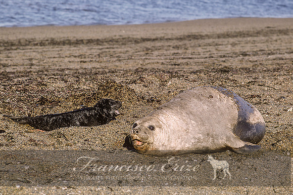M15 Mirounga leonina – SOUTHERN ELEPHANT SEAL