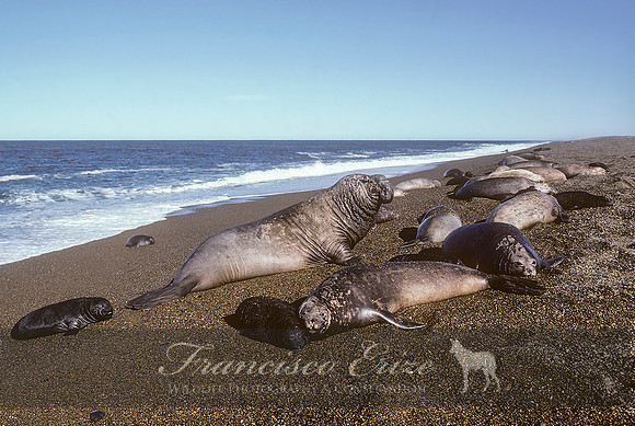 M15 Mirounga leonina – SOUTHERN ELEPHANT SEAL