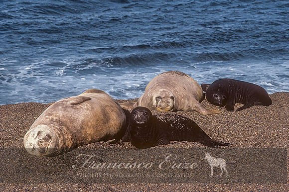 M15 Mirounga leonina – SOUTHERN ELEPHANT SEAL