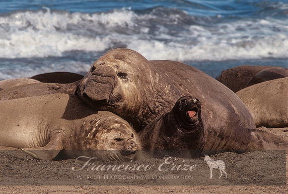 M15 Mirounga leonina – SOUTHERN ELEPHANT SEAL