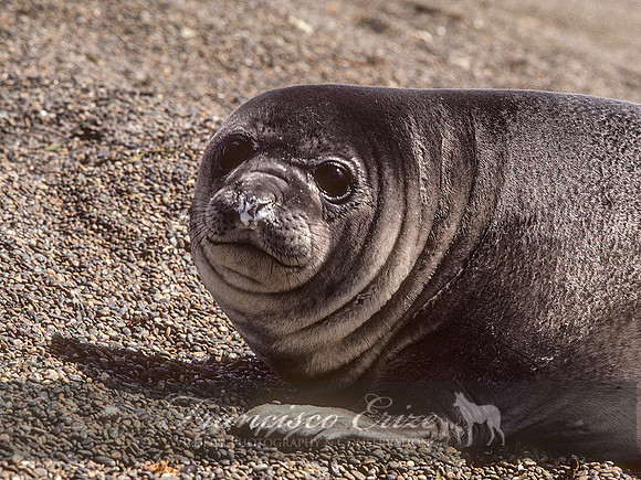 M15 Mirounga leonina – SOUTHERN ELEPHANT SEAL