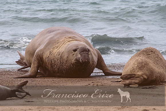 M15 Mirounga leonina – SOUTHERN ELEPHANT SEAL