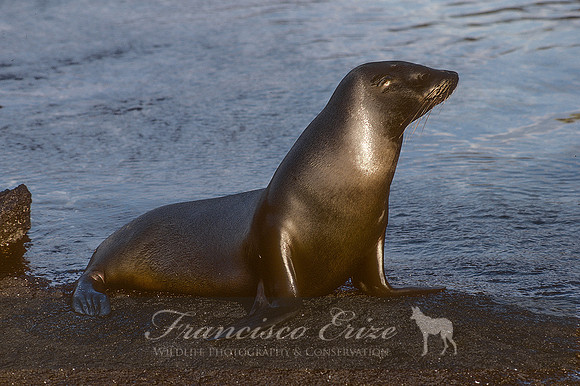 M13 Zalophus wollebaecki – GALAPAGOS SEA LION