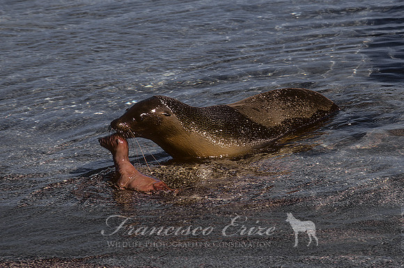 M13 Zalophus wollebaecki – GALAPAGOS SEA LION