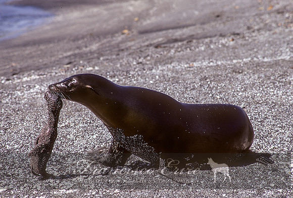 M13 Zalophus wollebaecki – GALAPAGOS SEA LION