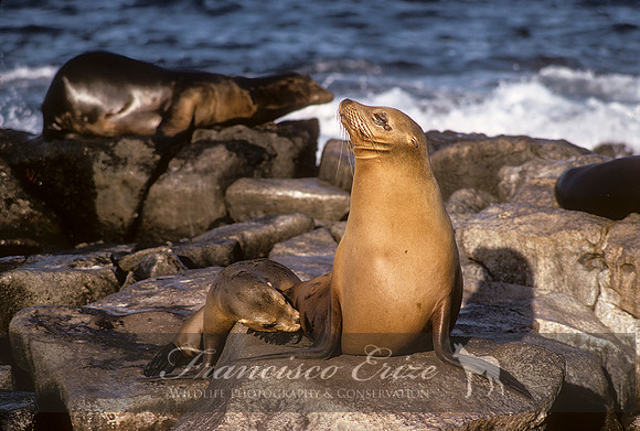 M13 Zalophus wollebaecki – GALAPAGOS SEA LION