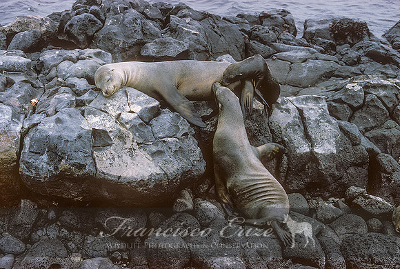 M13 Zalophus wollebaecki – GALAPAGOS SEA LION
