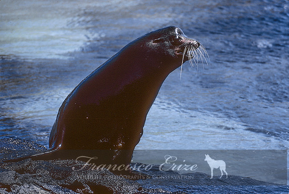 M13 Zalophus wollebaecki – GALAPAGOS SEA LION