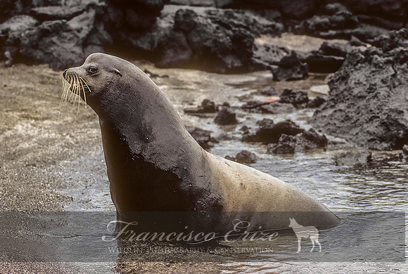M13 Zalophus wollebaecki – GALAPAGOS SEA LION