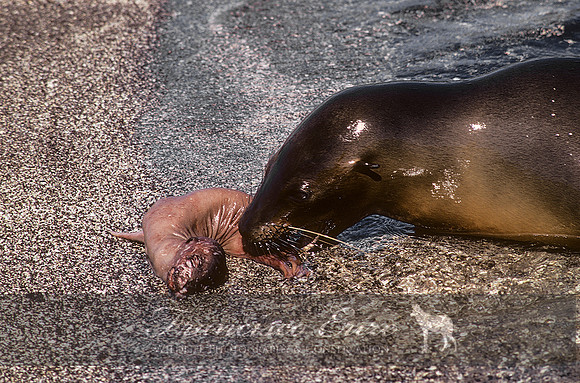 M13 Zalophus wollebaecki – GALAPAGOS SEA LION