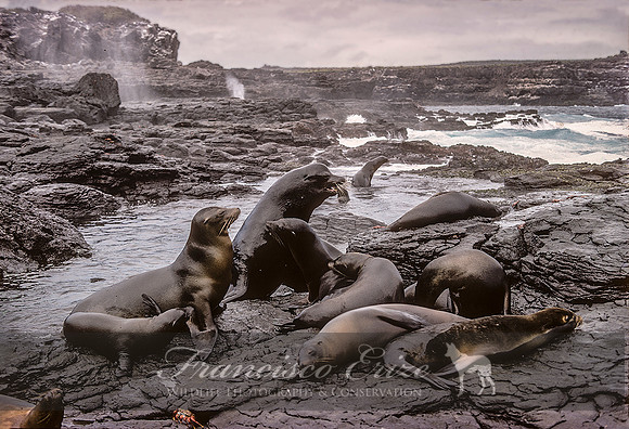 M13 Zalophus wollebaecki – GALAPAGOS SEA LION