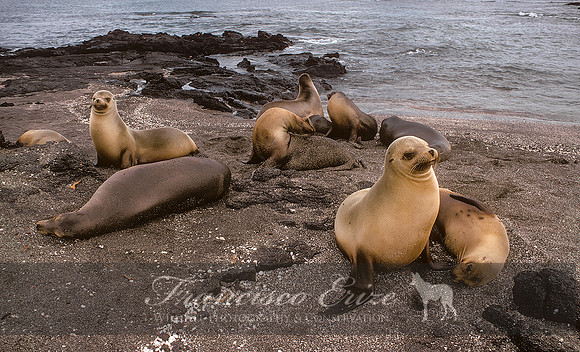 M13 Zalophus wollebaecki – GALAPAGOS SEA LION