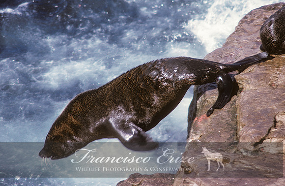 M13 Arctocephalus australis – SOUTH AMERICAN FUR SEAL