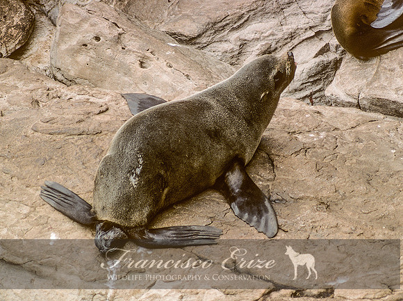 M13 Arctocephalus australis – SOUTH AMERICAN FUR SEAL