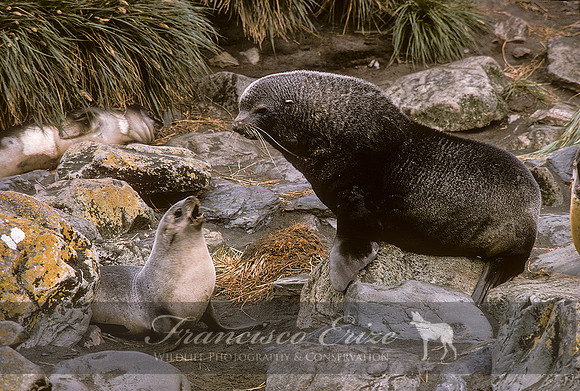 M13 Arctocephalus pusillus – ANTARCTIC FUR SEAL