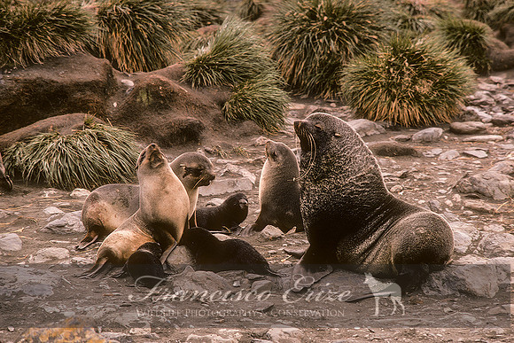 M13 Arctocephalus pusillus – ANTARCTIC FUR SEAL