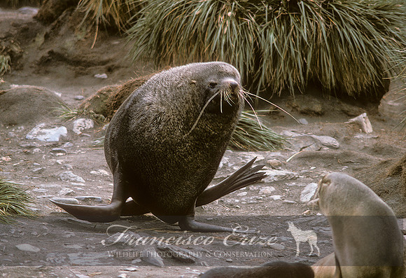 M13 Arctocephalus pusillus – ANTARCTIC FUR SEAL