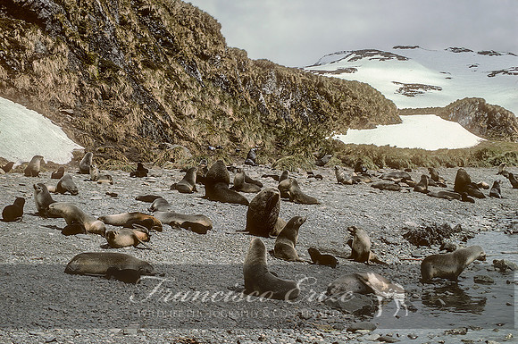 M13 Arctocephalus pusillus – ANTARCTIC FUR SEAL
