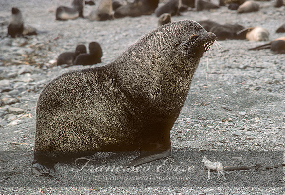 M13 Arctocephalus pusillus – ANTARCTIC FUR SEAL