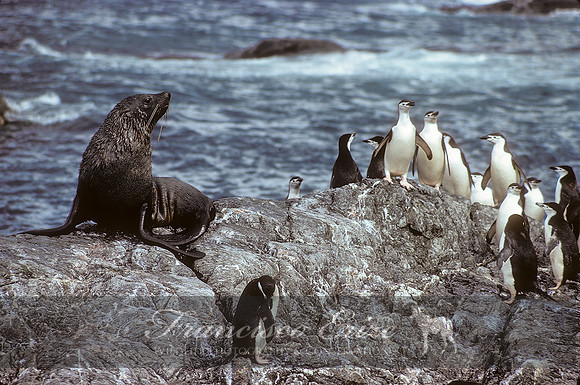 M13 Arctocephalus pusillus – ANTARCTIC FUR SEAL