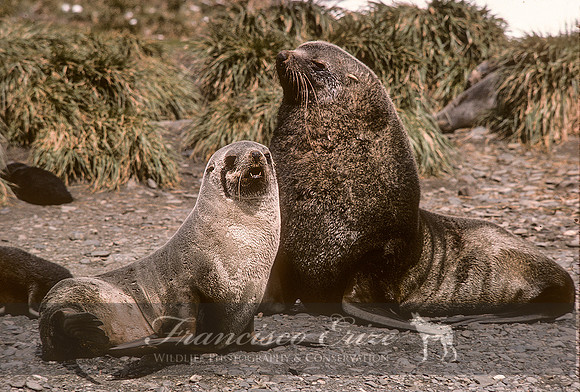 M13 Arctocephalus pusillus – ANTARCTIC FUR SEAL