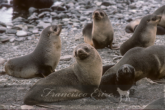 M13 Arctocephalus pusillus – ANTARCTIC FUR SEAL
