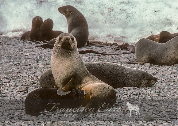 M13 Arctocephalus pusillus – ANTARCTIC FUR SEAL