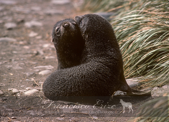 M13 Arctocephalus pusillus – ANTARCTIC FUR SEAL