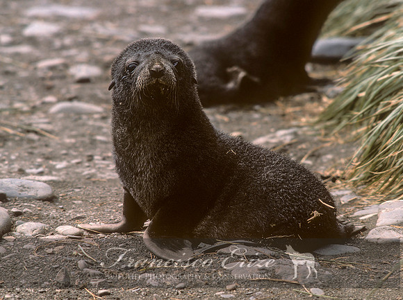 M13 Arctocephalus pusillus – ANTARCTIC FUR SEAL