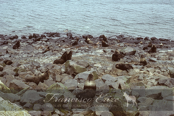 M13 Callorhinus ursinus – NORTHERN FUR SEAL