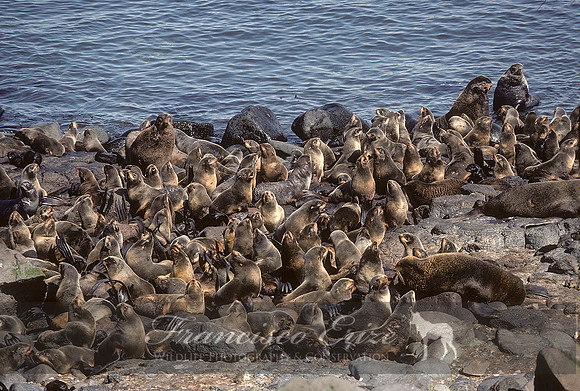 M13 Callorhinus ursinus – NORTHERN FUR SEAL