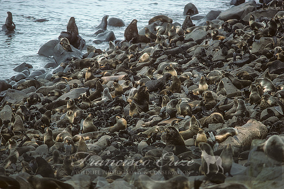 M13 Callorhinus ursinus – NORTHERN FUR SEAL