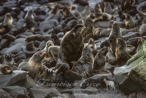 M13 Callorhinus ursinus – NORTHERN FUR SEAL