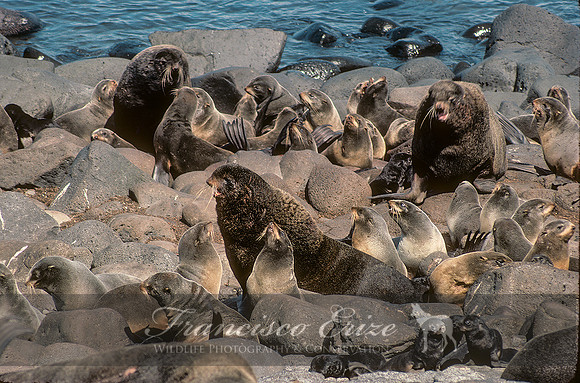M13 Callorhinus ursinus – NORTHERN FUR SEAL