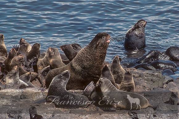 M13 Callorhinus ursinus – NORTHERN FUR SEAL
