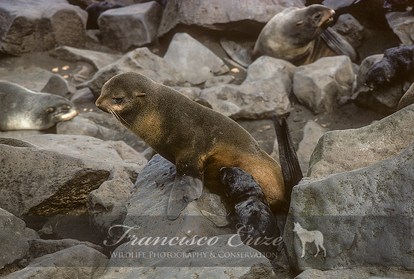 M13 Callorhinus ursinus – NORTHERN FUR SEAL