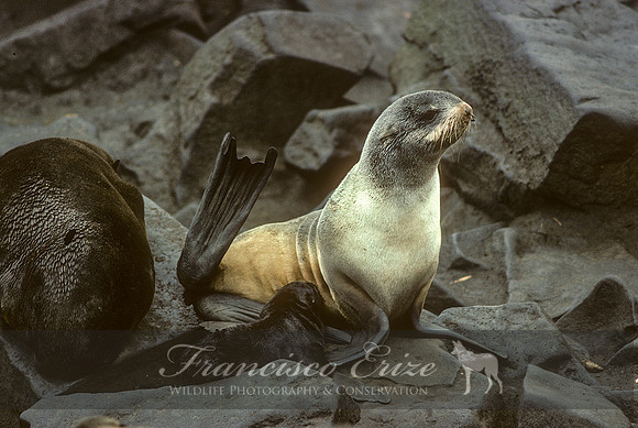 M13 Callorhinus ursinus – NORTHERN FUR SEAL